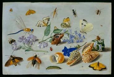 Schmetterlinge und andere Insekten, 1661